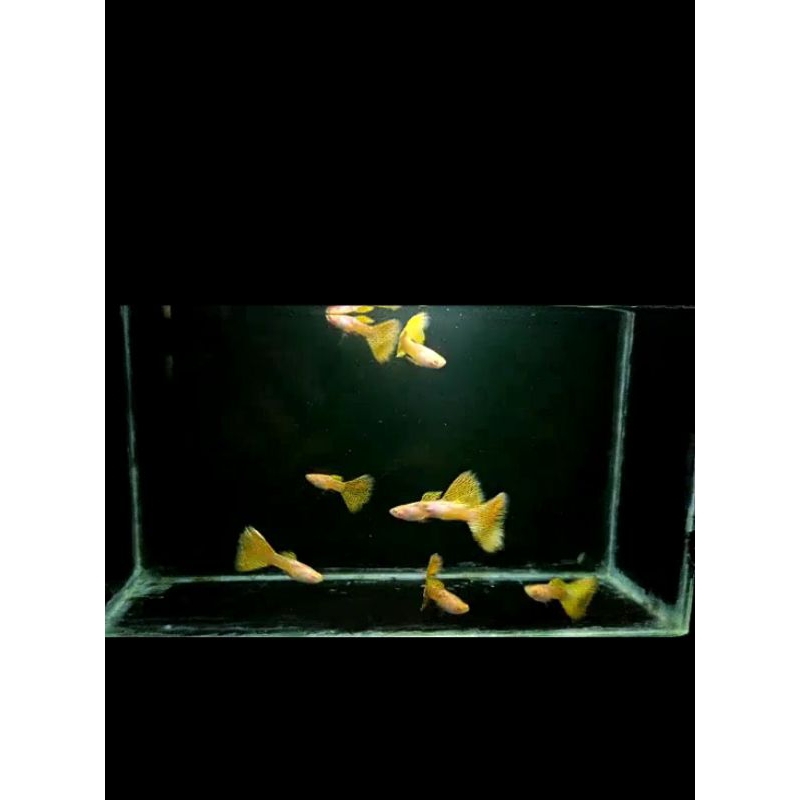 Guppy.. Albino..Metal.. Snekskin.. Yellow..Lace(AMSSYL)