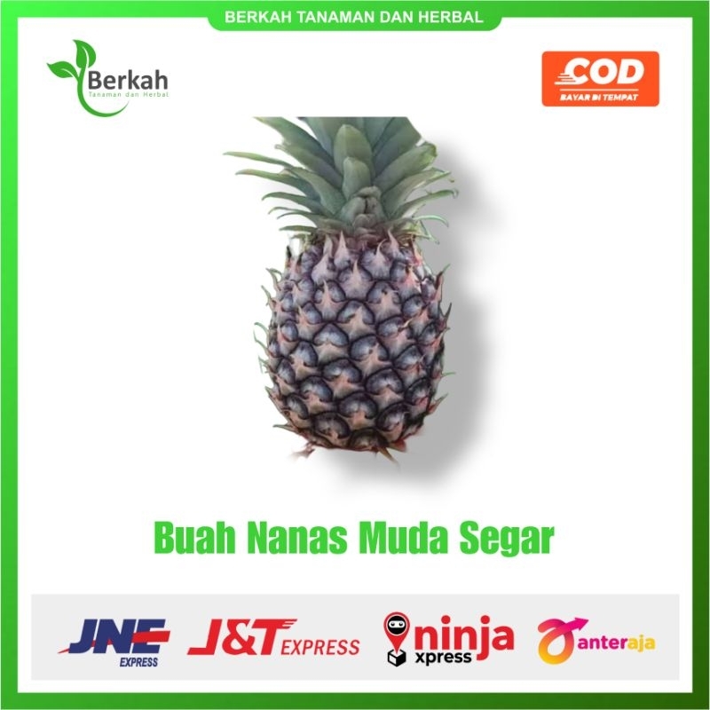 

Jual Nanas Muda danas Fresh Petik Lansung