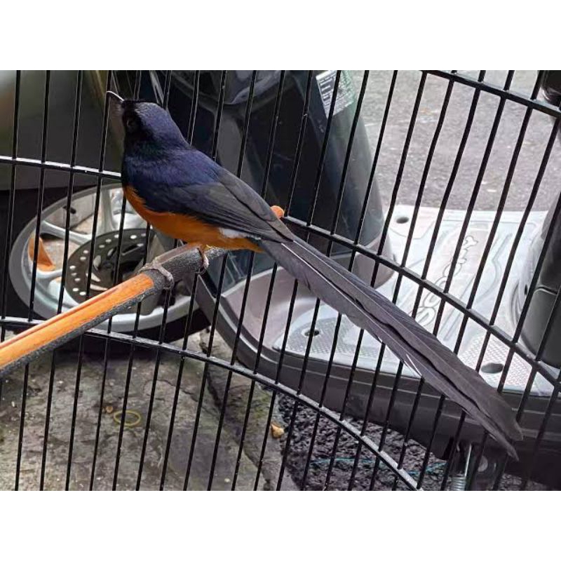 MURAI-BATU-JANTAN-MEDAN