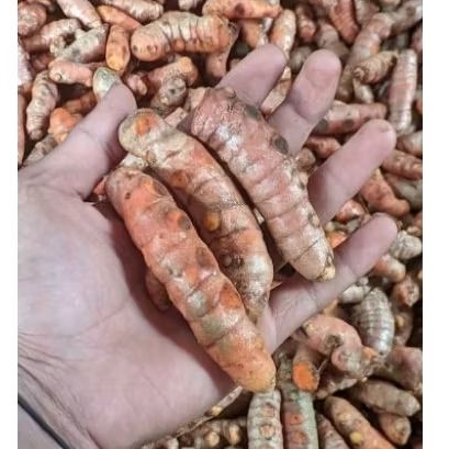 

INSTAN - KUNYIT 500GRAM BUMBU DAPUR FRESH