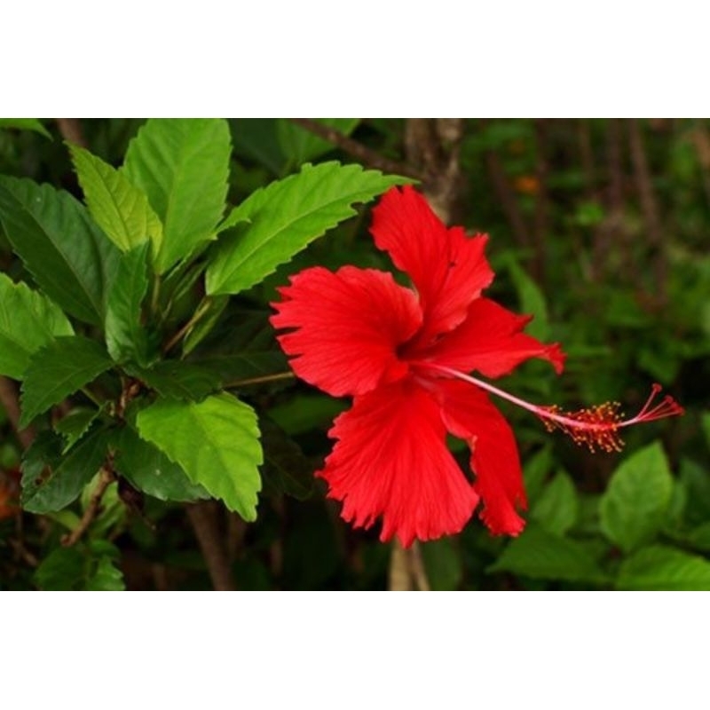 Tanaman hias kembang sepatu - Pohon kembang sepatu - Kembang sepatu bunga merah