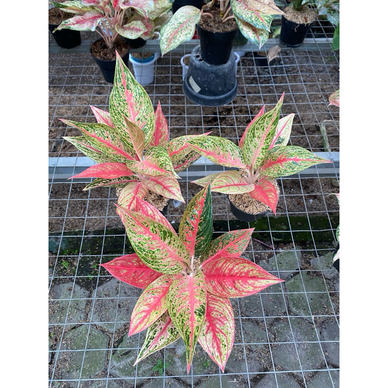 Aglaonema Super Red Legacy