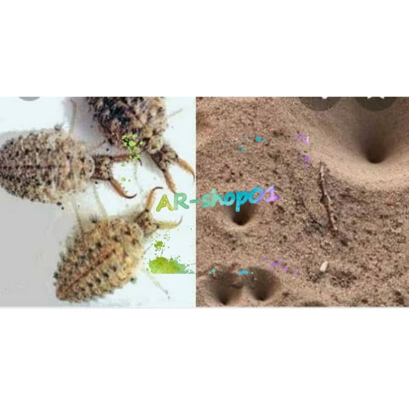 undur undur hidup | undur undur per 100 biji