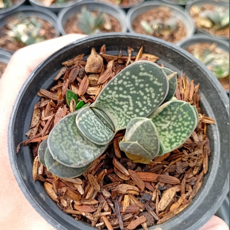 Tanaman Gasteria armstrongii/Gasteria Varigata
