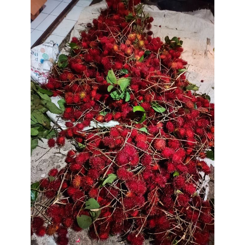 

rambutan tangkue simadu