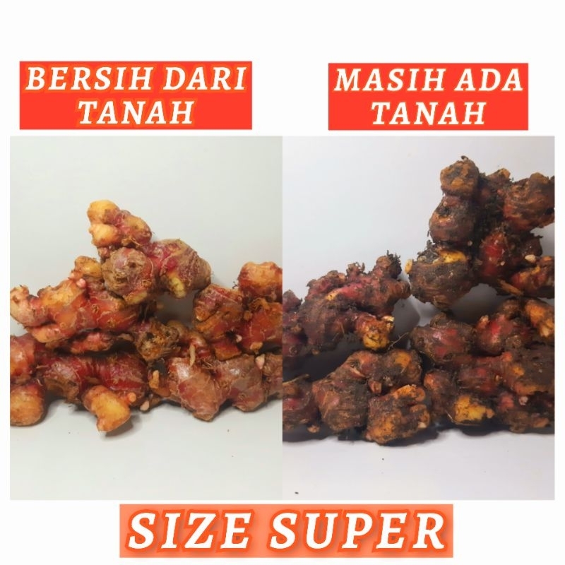 

1 Kg Jahe Merah Super Segar Bersih Dari Tanah dan Masih Ada Tanah