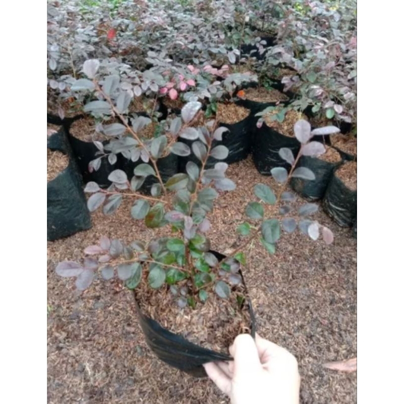 Tanaman hias coropitalum//tanaman bidara ungu/bidara cina