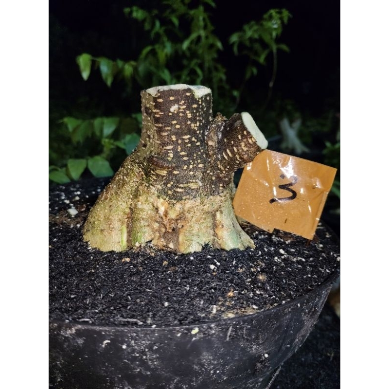 bonsai anting putri bogel