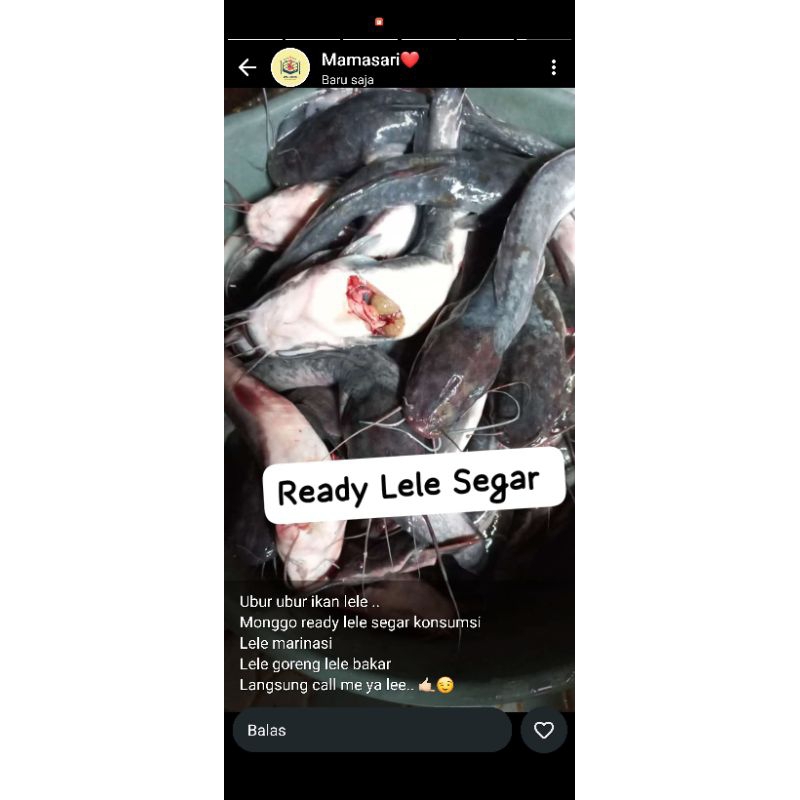 

LELE SEGAR