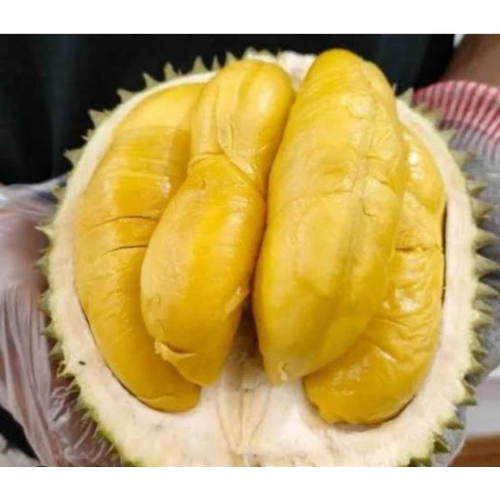Bibit Durian musangking / pohon durian musangking okulasi