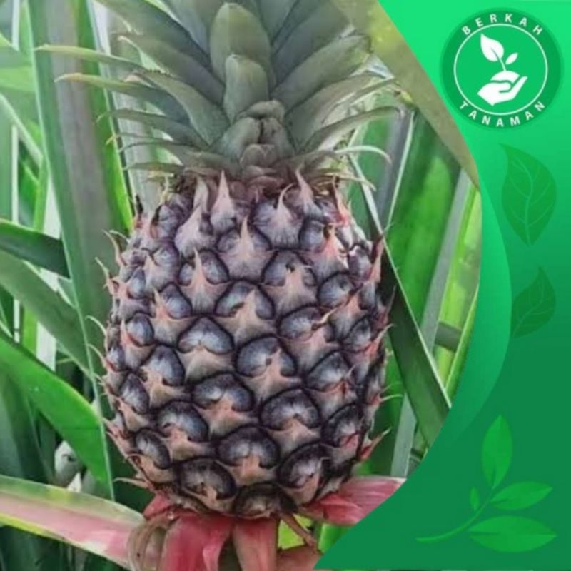 

Nanas Muda Fresh di Petik Langsung