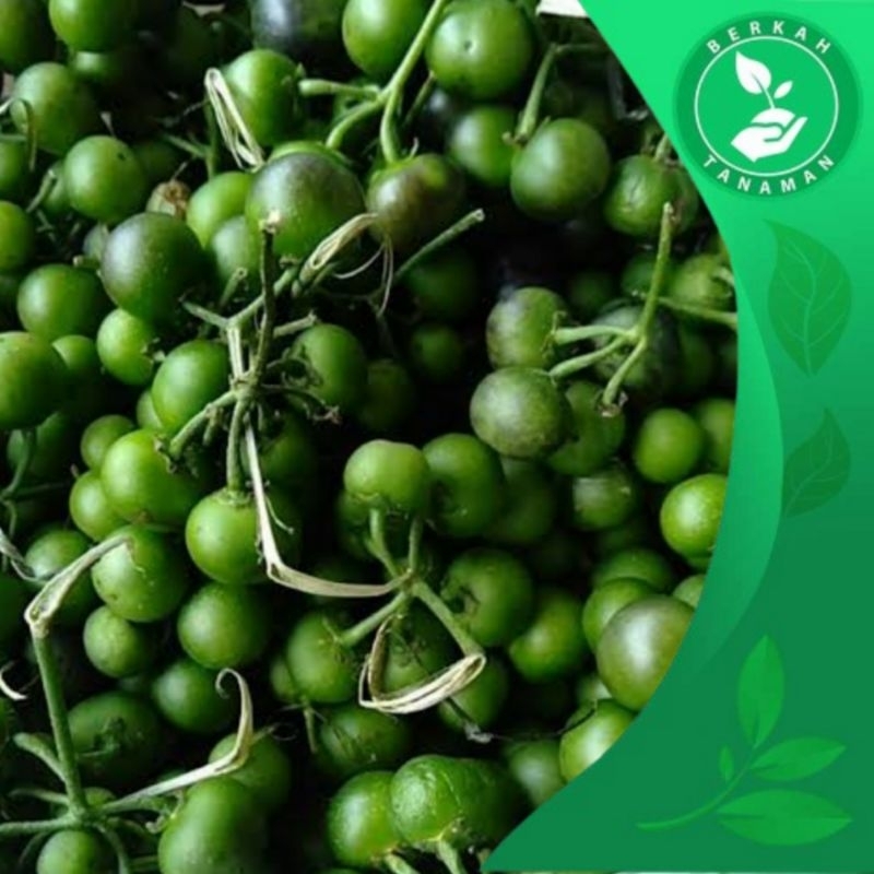 

Sayur Leunca Segar 1kg Untuk Lalapan
