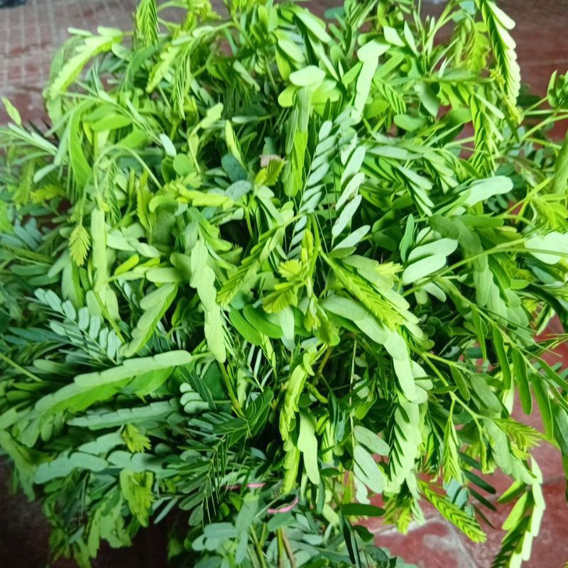 

DAUN ASAM JAWA SEGAR SATU IKAT 20 TANGAI