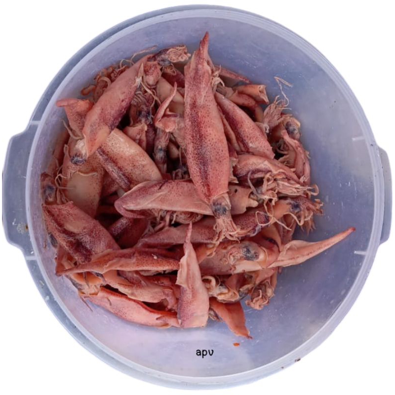 

cumi asin cumi sotong asin 500 gram