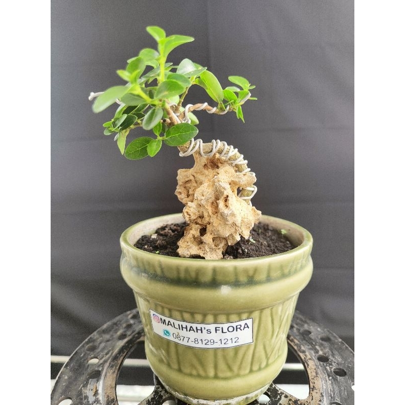 Bonsai Sancang on the rock Ukuran Mame