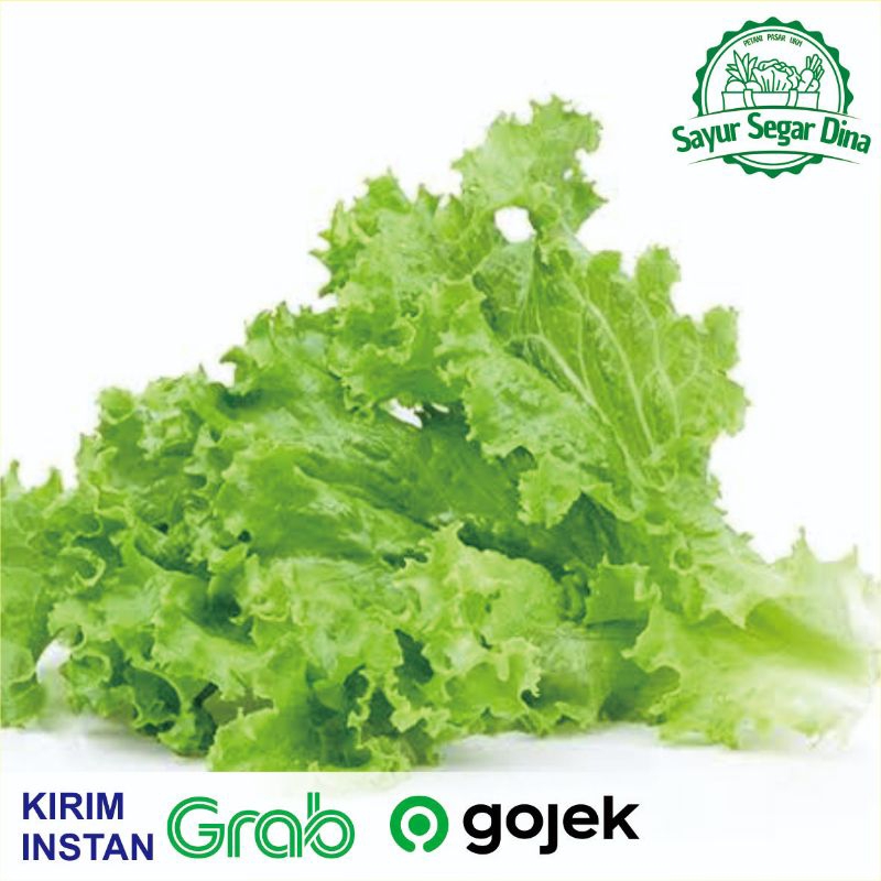 

Selada Lalap/Keriting - 250 gr