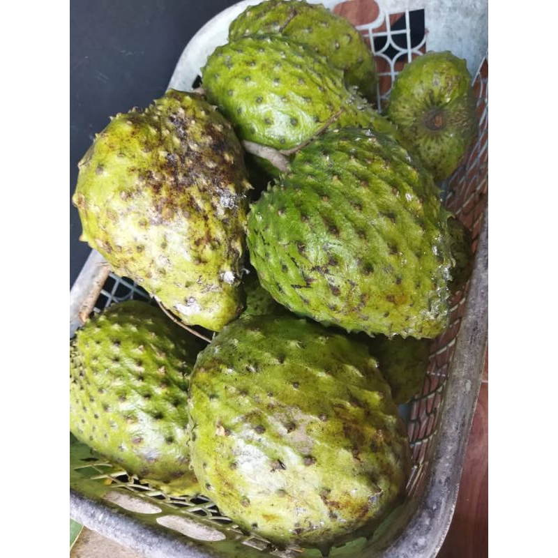 

SIRSAT RATU KAMPUNG 100BIJI+