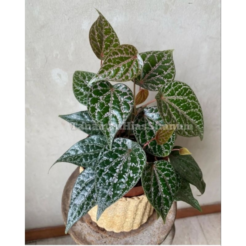 Promo COD tanaman hias sirih merah - sirih merah - tanaman herbal sirih merah - pohon sirih - daun s