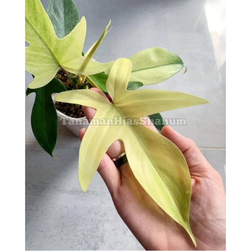 promo CODphilodendron Florida ghost - tanaman hias philodendron Florida ghost - philodendron - philo