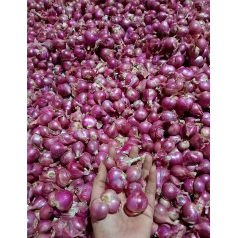 

Bawang Merah Brebes Segar 1kg