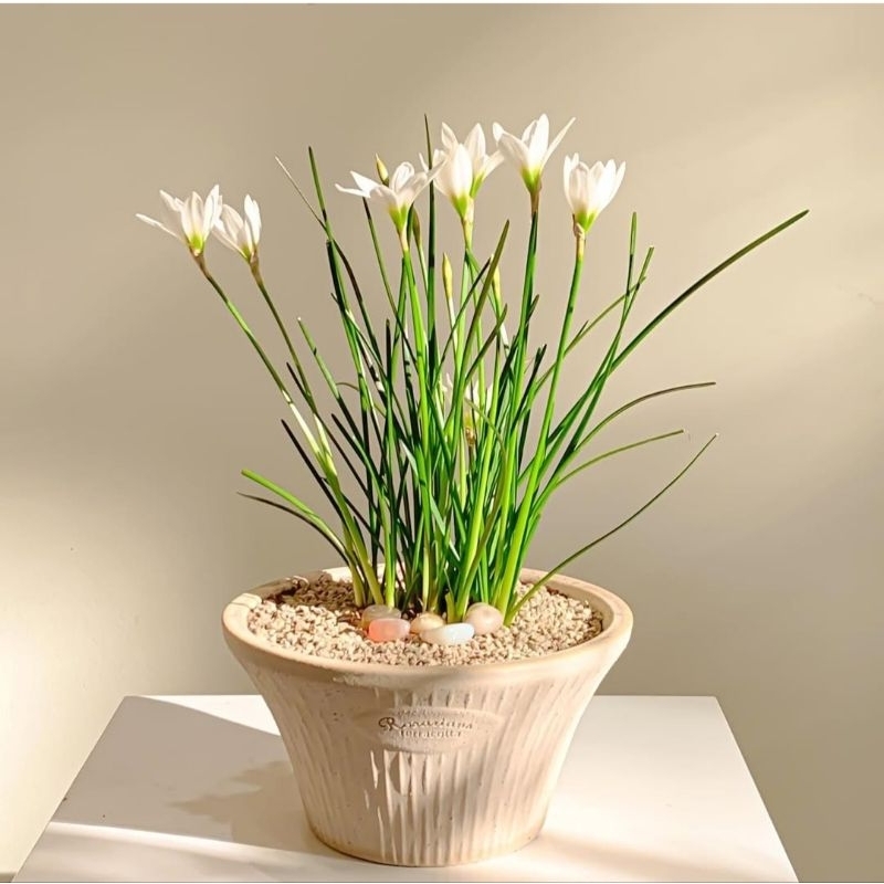 promo MURAH tanaman hias lili hujan bunga putih paket 10/ 1pohon - lili hujan - tanaman lili hujan -