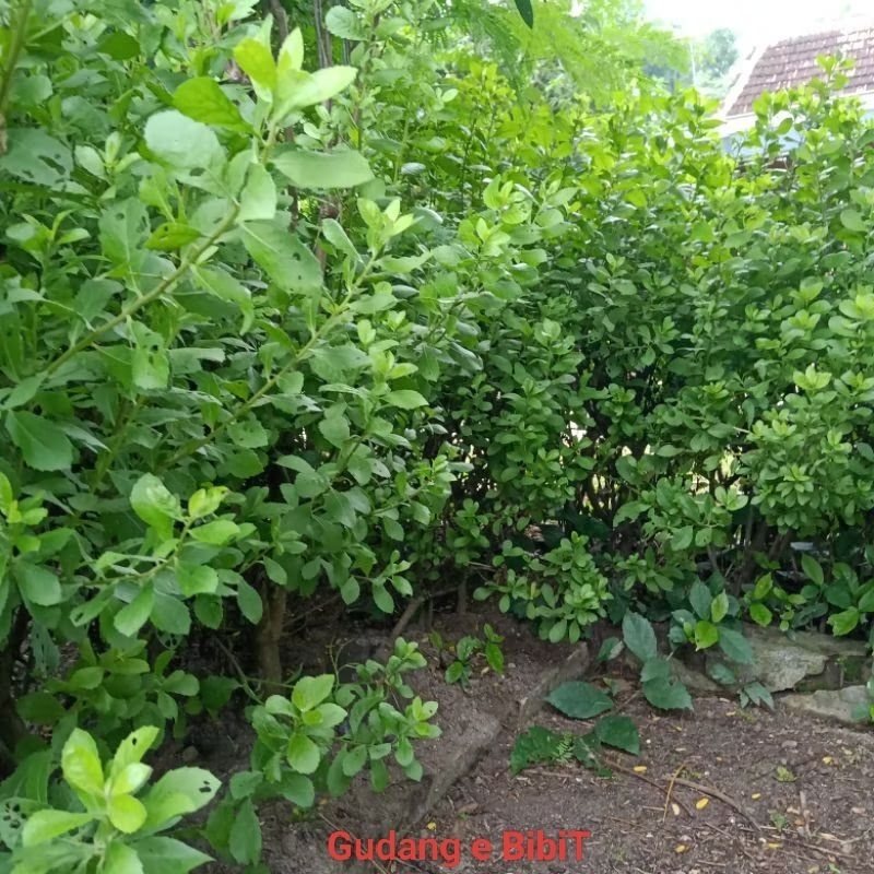 Bibit Beluntas Herbal | Tanaman Beluntas