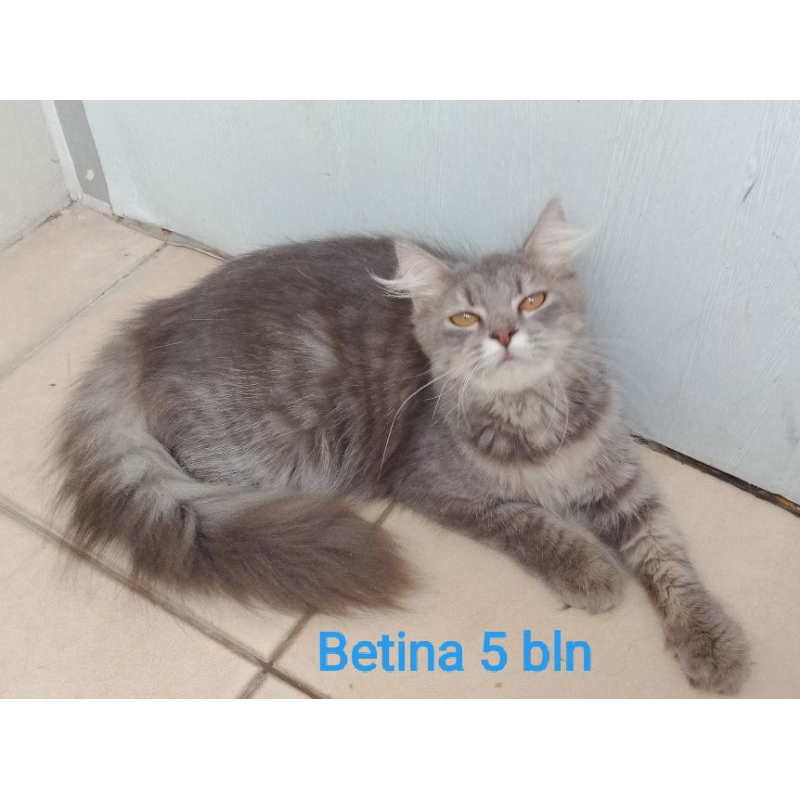 kitten Persia medium abu