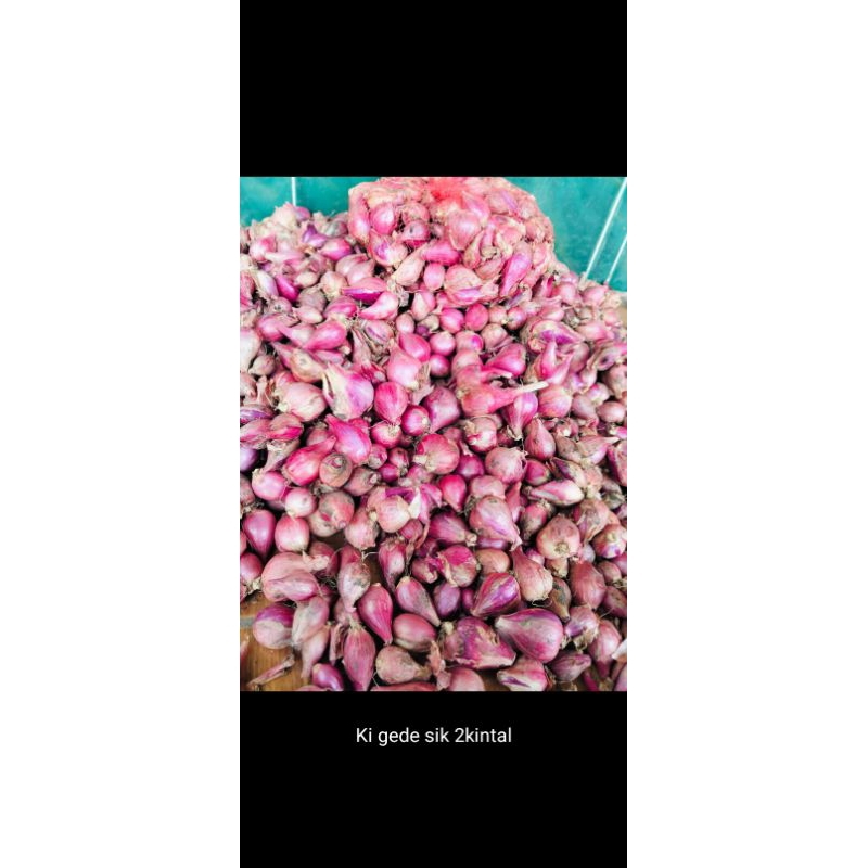 

bawang merah tanggung