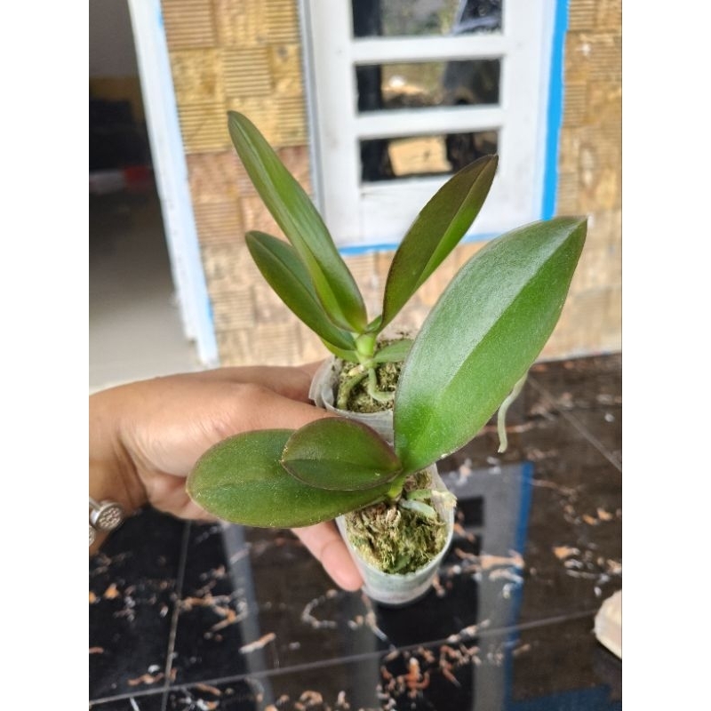 anggrek bulan pra remaja / bibit anggrek bulan remaja