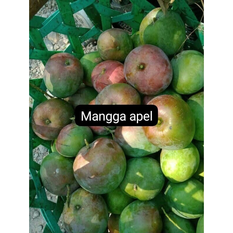 

MANGGA APEL