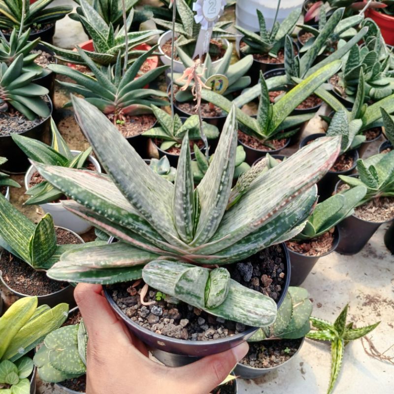 GASTERIA FUJI WHITE_DEKORASITAMAN_TANAMANHIAS