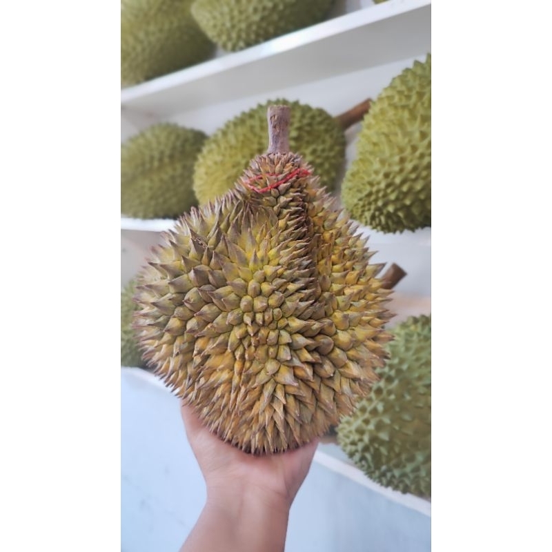 

DURIAN SUPER PREMIUM PER BUAH