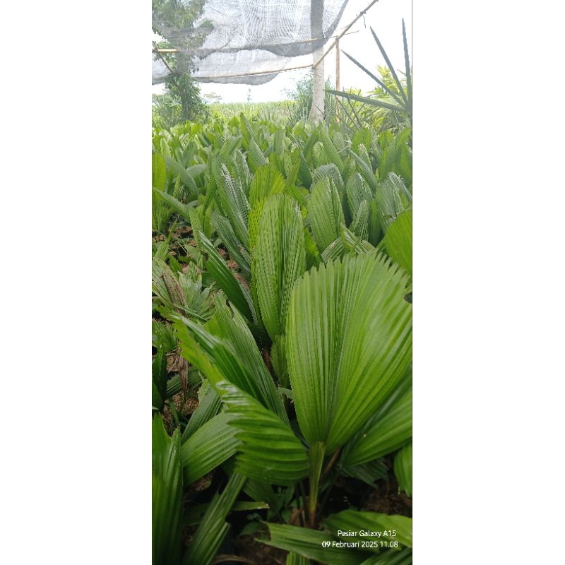 bibit palem kol Licuala grandis