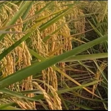 BENIH PADI UMUR 64SUPER 5kilo UNGGULAN PETANI