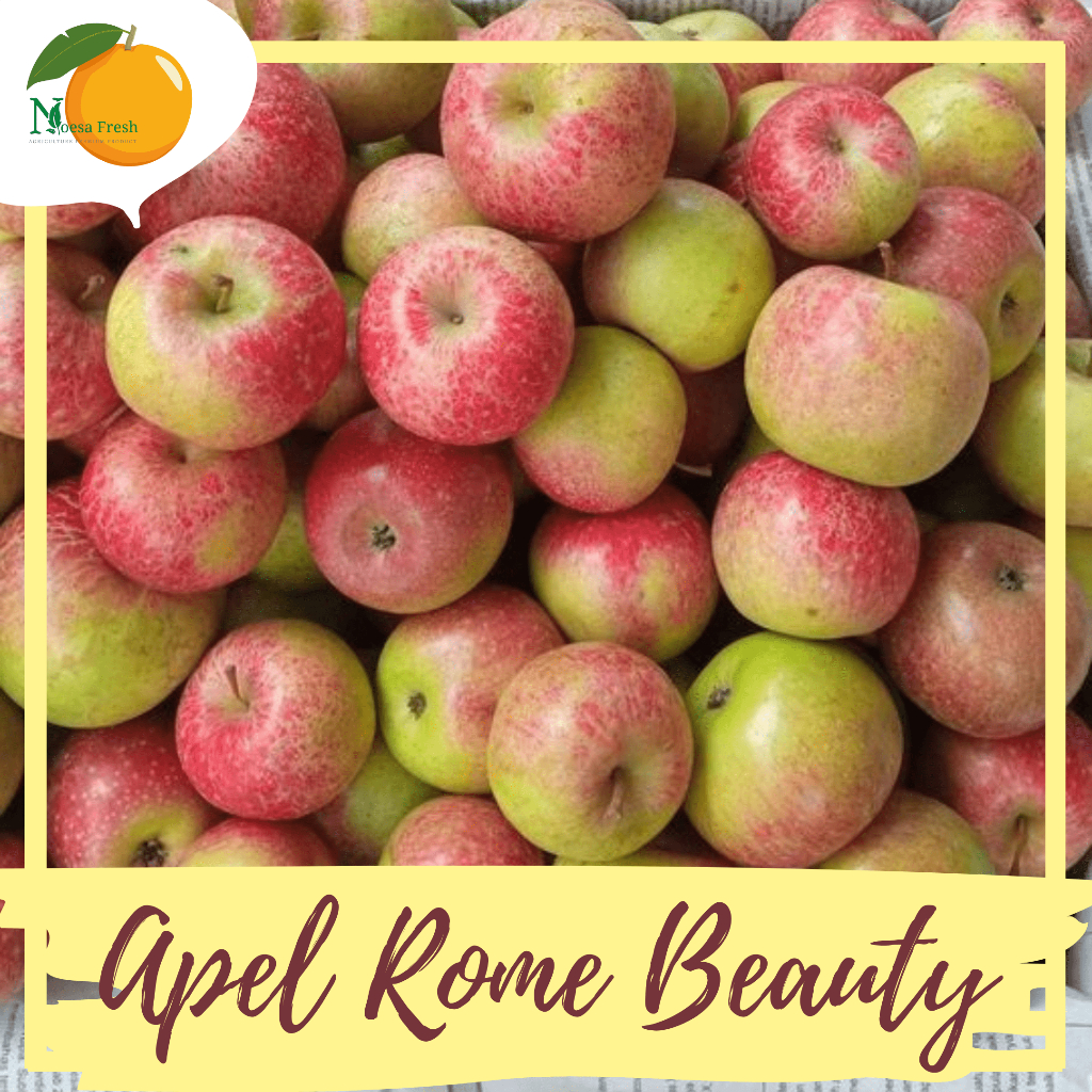 

BARU DIPETIK! Apel Rome Beauty Malang Fresh 1kg isi 10-12 buah