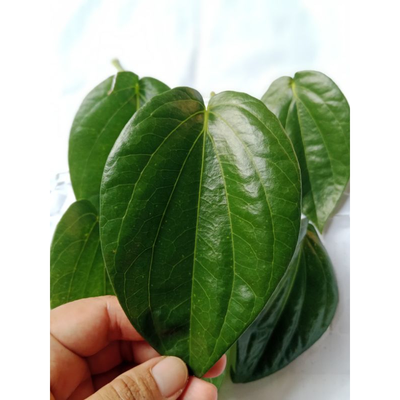 Daun sirih temu ros/ruas