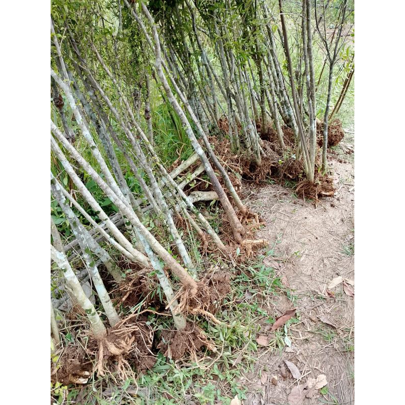 Bahan bonsai anting putri besar-+ setang cangkul tinggi potongan -+ 1 mter