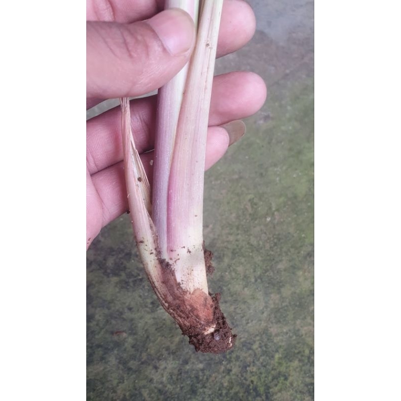 

bibit sereh (cocok untuk masak/obat herbal)