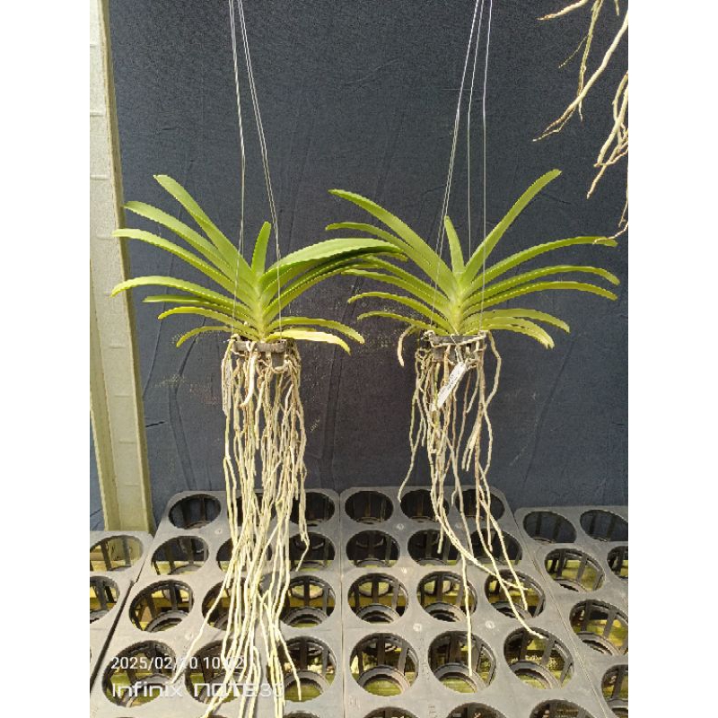 v. wirat blue x gigantea indigo