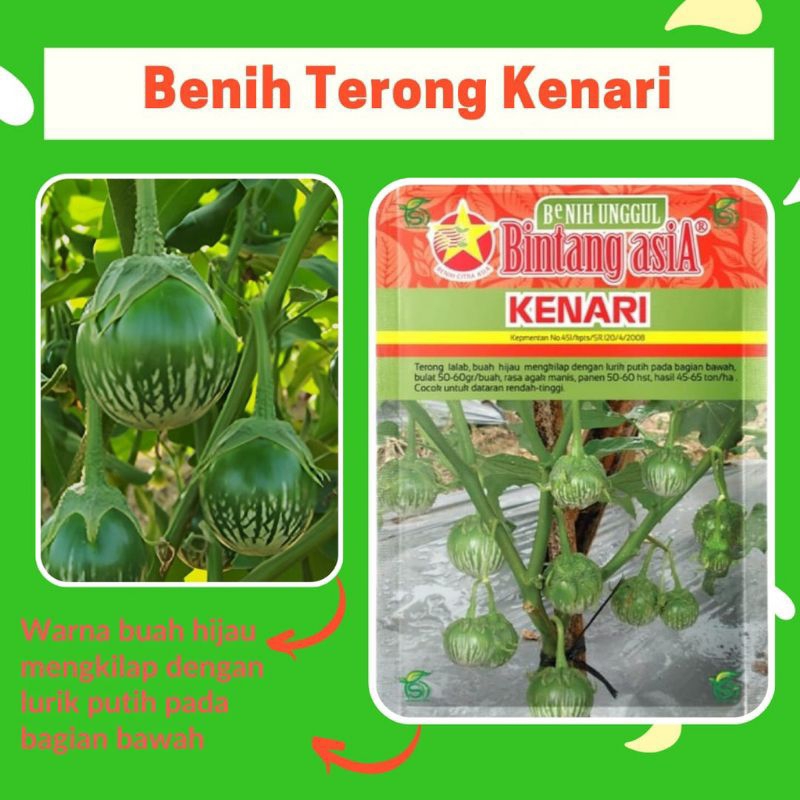 benih bibit terong kenari, terong lalap bulat  isi 100 biji