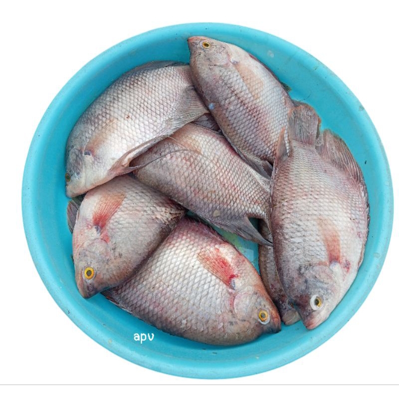 

ikan gurami/gurame segar fresh 1 kg