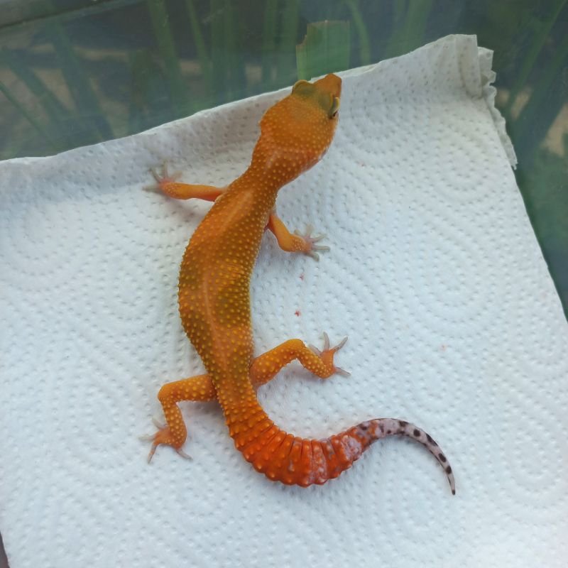 MAINAN GECKO EMERINE GIANT LINE