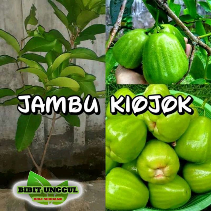 Bibit Jambu Air Khiojok Manis Banget