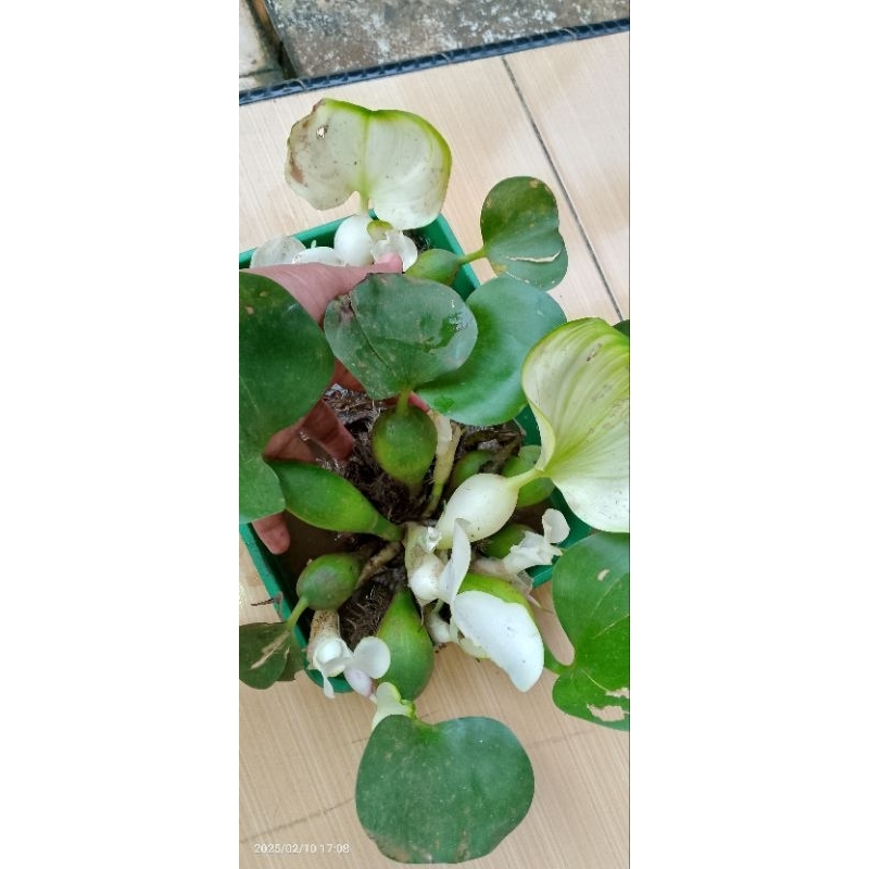 benih bibit tanaman pohon eceng gondok varigata