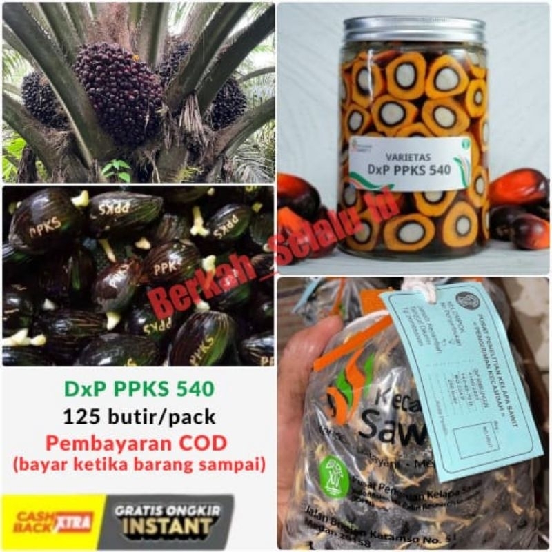 Terlaris No.1 Bibit Kecambah Sawit PPKS 540 NG