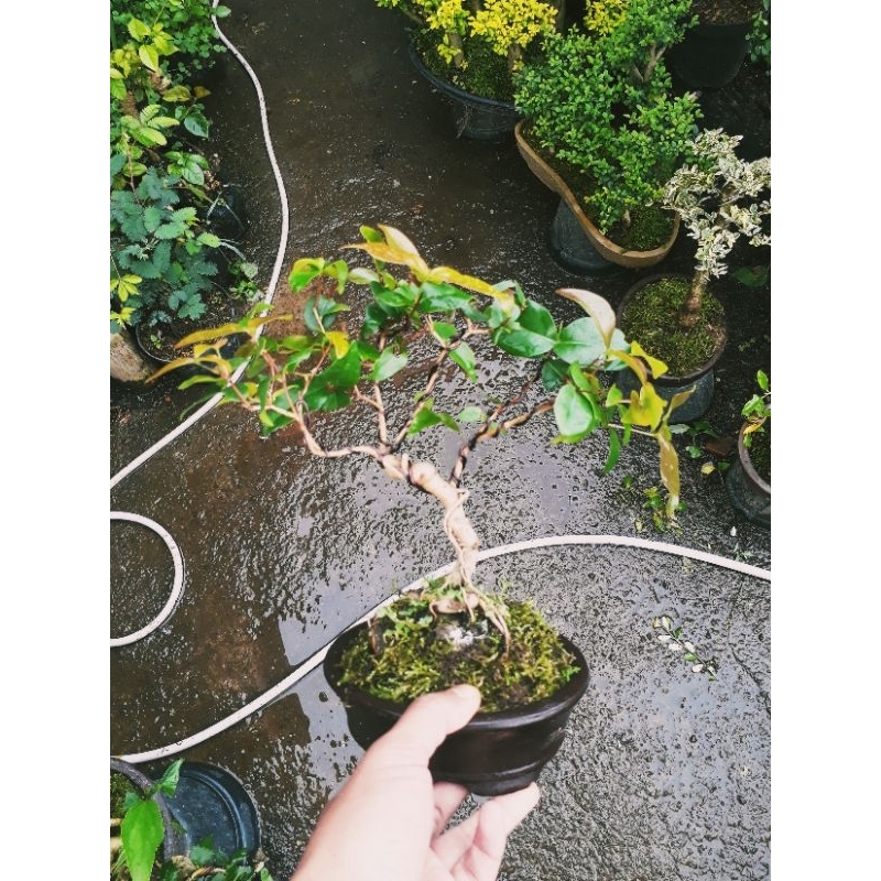 BONSAI BUAH DEWANDARU / SIYANTO / SIANTO TINGGAL PAJANG SUDAH DI PASANG LUMUT