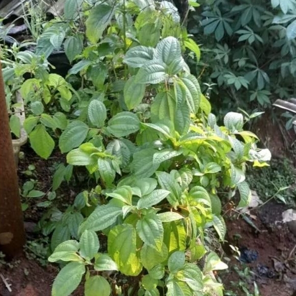 

DAUN POH POHAN /LALAPAN POH POHAN 1 ONS