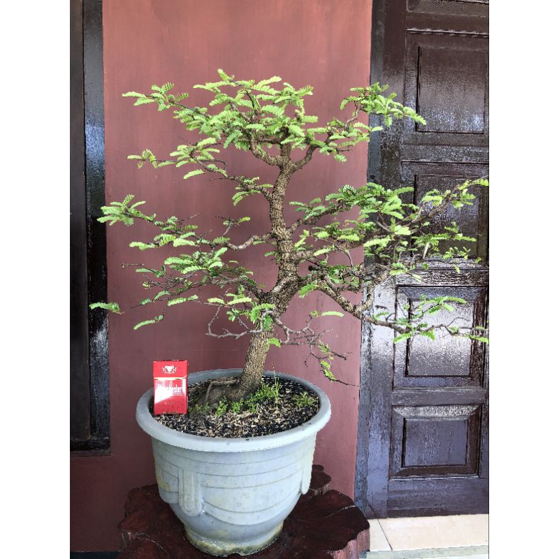 BONSAI ASEM JAWA // BAHAN BONSAI ASEM JAWA BERKARAKTER