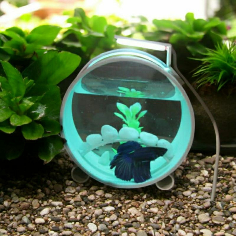Akuarium  Cupang Aquarium Mini Ikan hias bulat Fullset Hiasan Dan Lampu