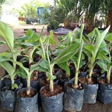 bibit pisang ambon,raja,tanduk